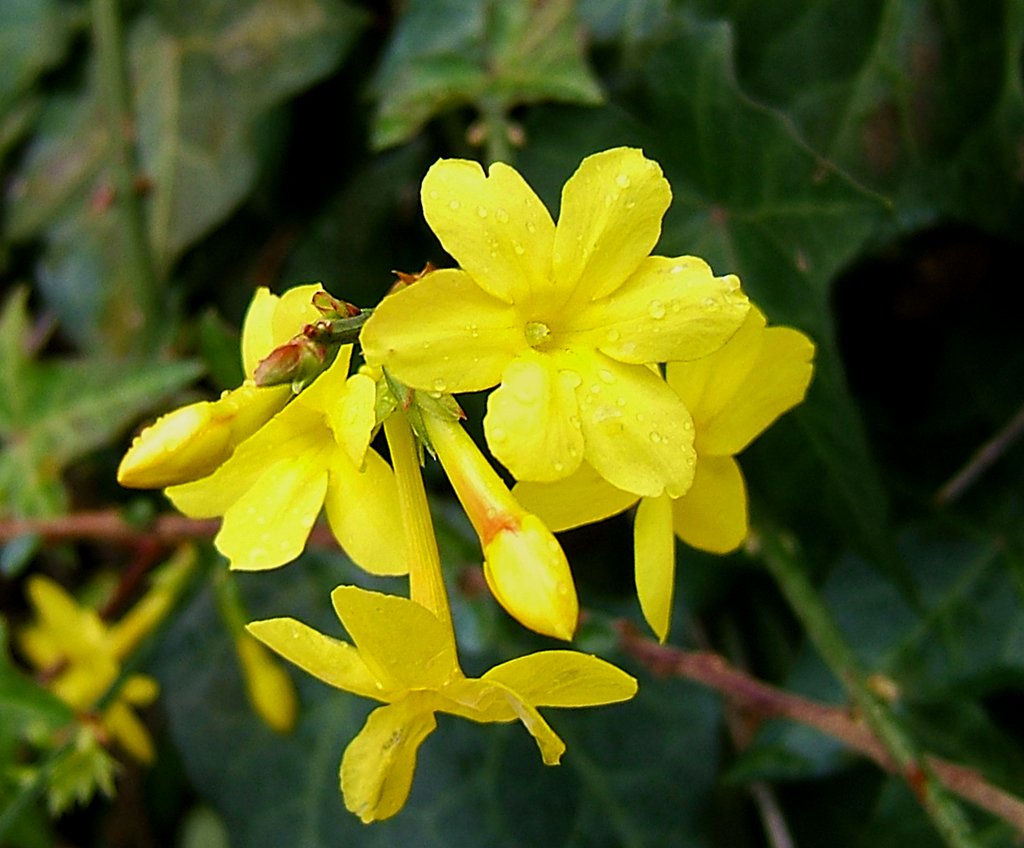 Jasminum nacktflorum, 12-cm-Topf – Peragashop
