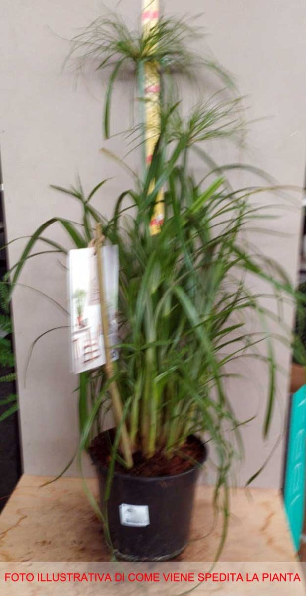 Pianta Di Cyperus Nofretete (papiro) In Vaso 19 Cm &ndash; Alta 70-80 Cm, Verde Elegante Per Interni O Esterni