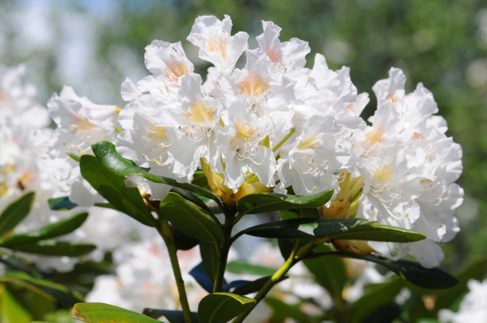 Rhododendron blanc en pot de 17 cm – Peragashop