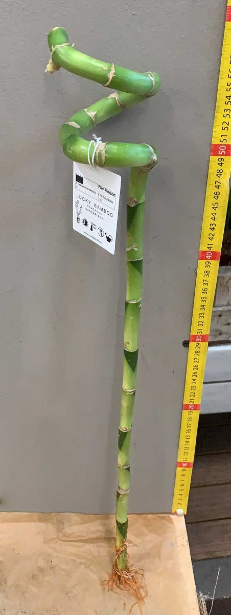 Glücksbambusspirale 60 cm (Glücksbambus) – Peragashop