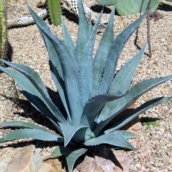 AGAVE AMERICANA BLU VASO 18CM – Peragashop