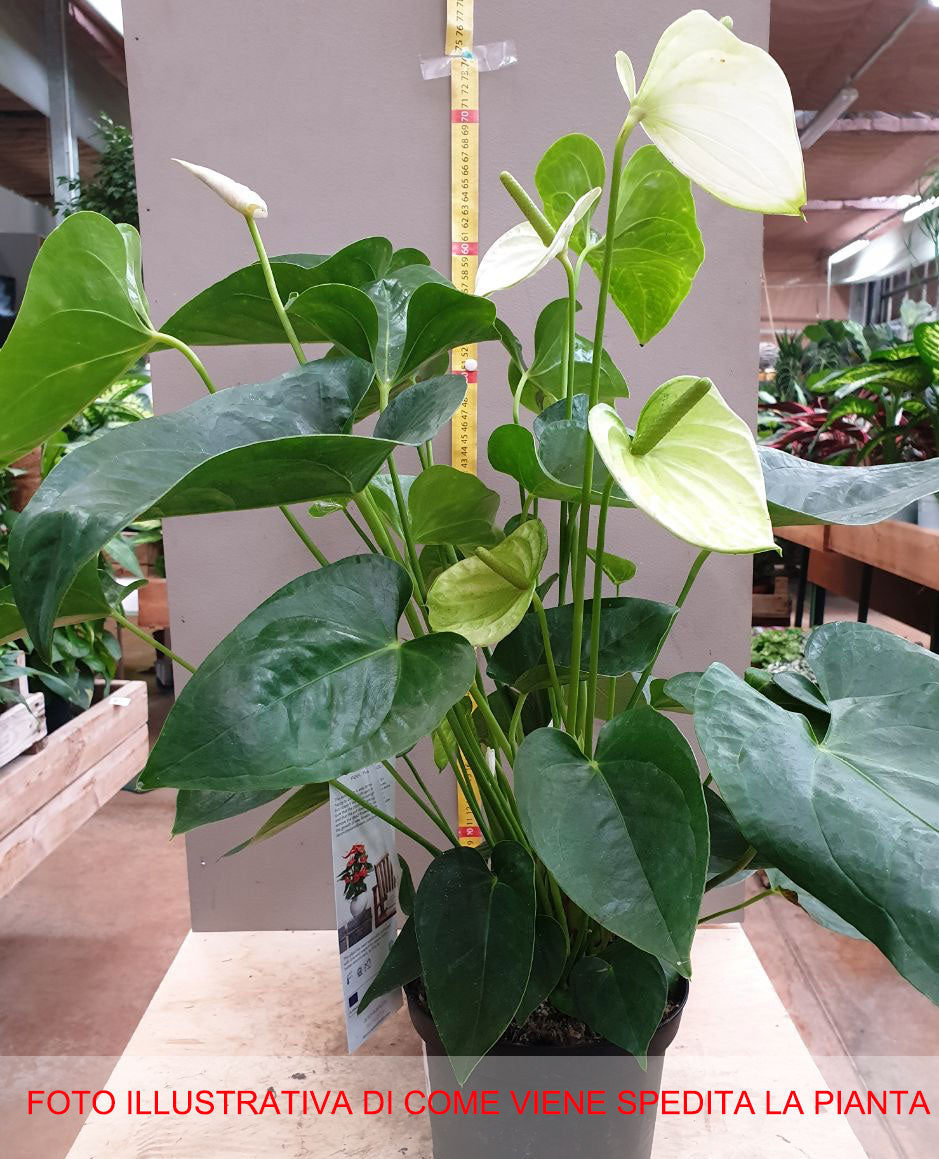 ANTHURIUM ALASKA BIANCO IN VASO 17CM – Peragashop