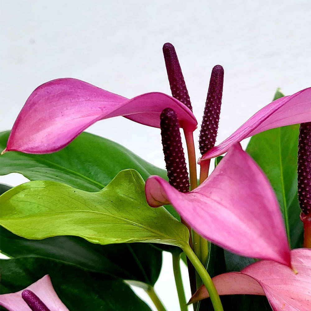 Anthurium Zizou, lila, im Topf, 12 cm – Peragashop