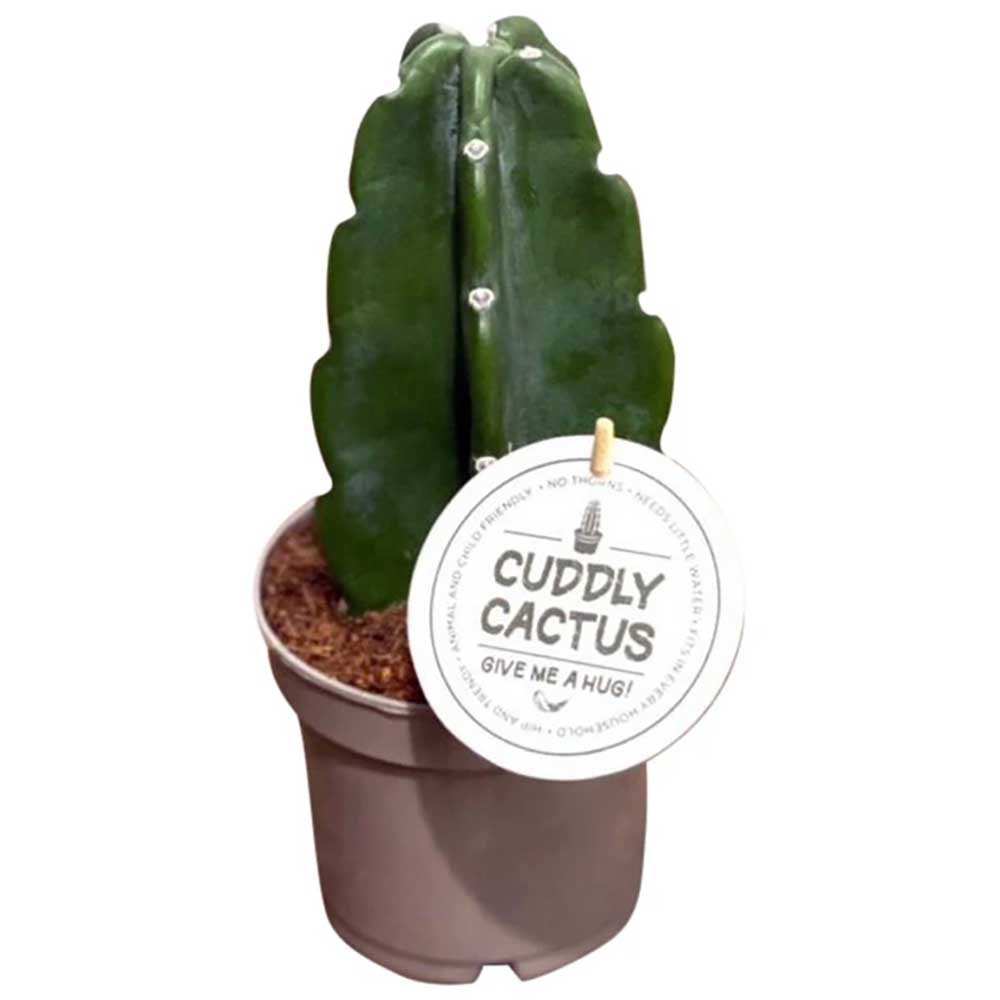 Kuschelkaktus ohne Stacheln, Topf 12 cm – Peragashop