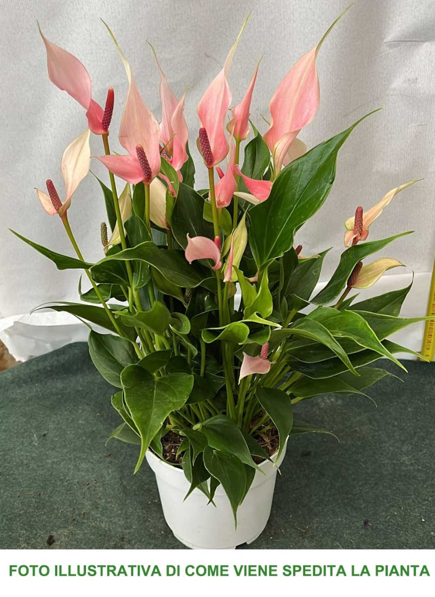 anthurium pianta acidofila ANTHURIUM LILLI IN VASO 14CM – Peragashop