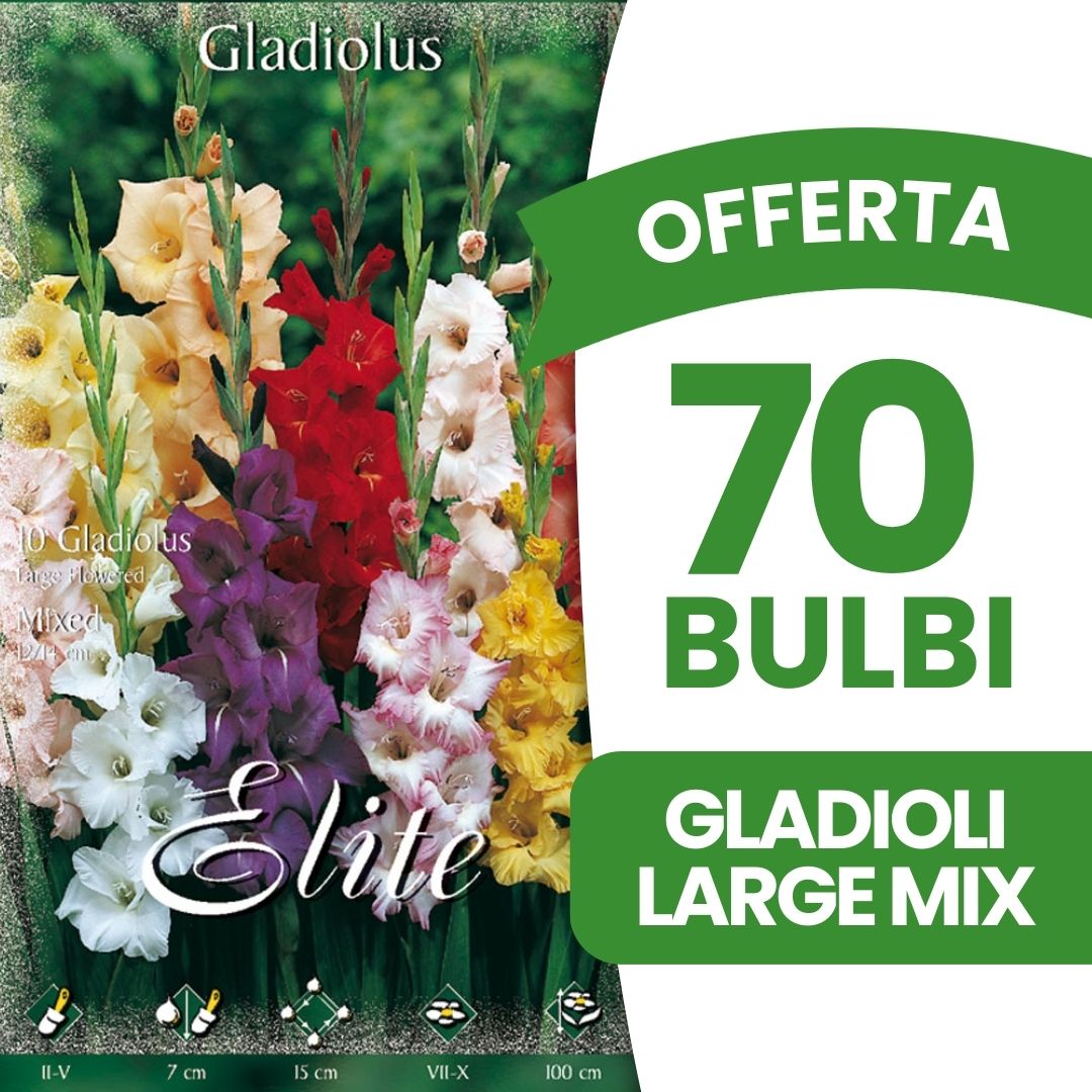 mgc24® Mélange de crocus à grande fleur – 200 bulbes de fleurs mgc24® Mélange de crocus à grande fleur – 200 bulbes de fleurs