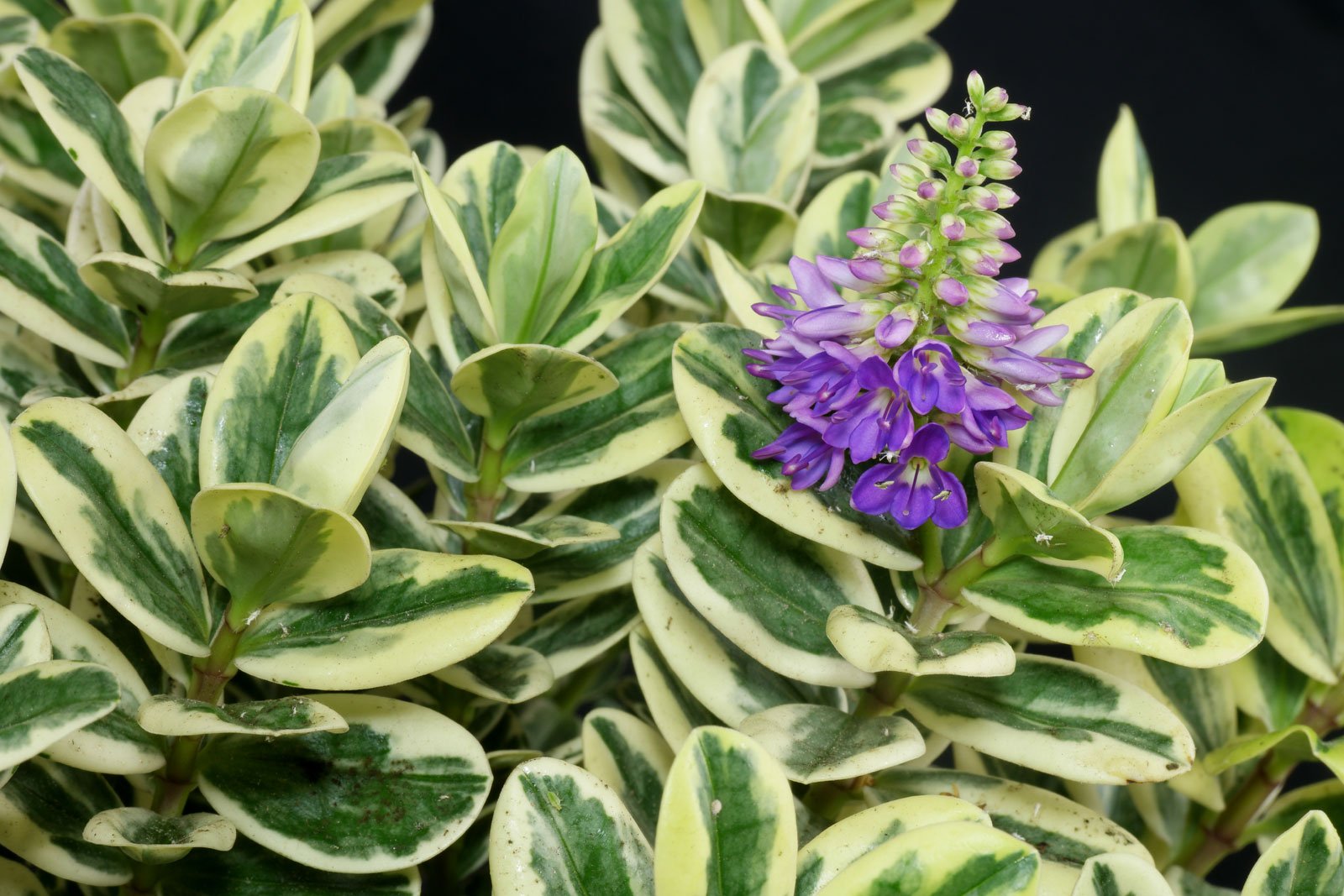 HEBE ANDERSONII VARIEGATA VASO 12CM – Peragashop