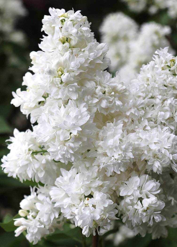 SYRINGA VULGARIS LILAS ALICE HARDING EN POT 21CM – Peragashop