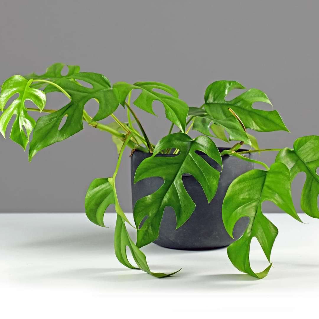 philodendron melanochrysum care Philodendron Melanochrysum - How to Grow Philodendron Melanochrysum main image 0