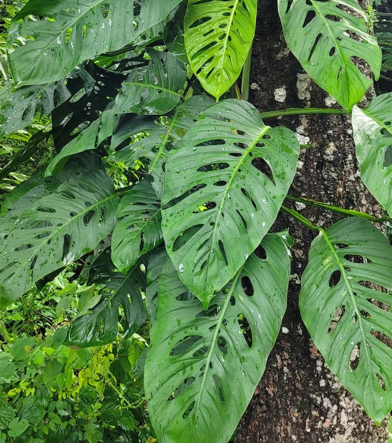 monstera adansonii gießen MONSTERA ADANSONII IM 20-CM-TOPF – Peragashop