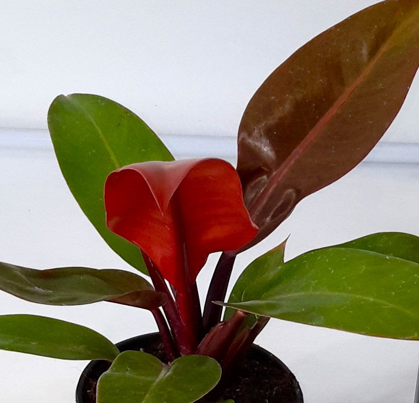 Philodendron 'Prince of Orange' im 12-cm-Topf – Peragashop