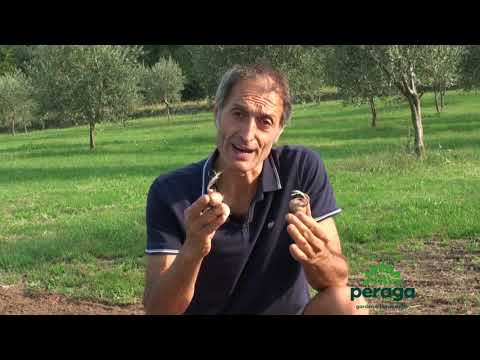 Carica video: