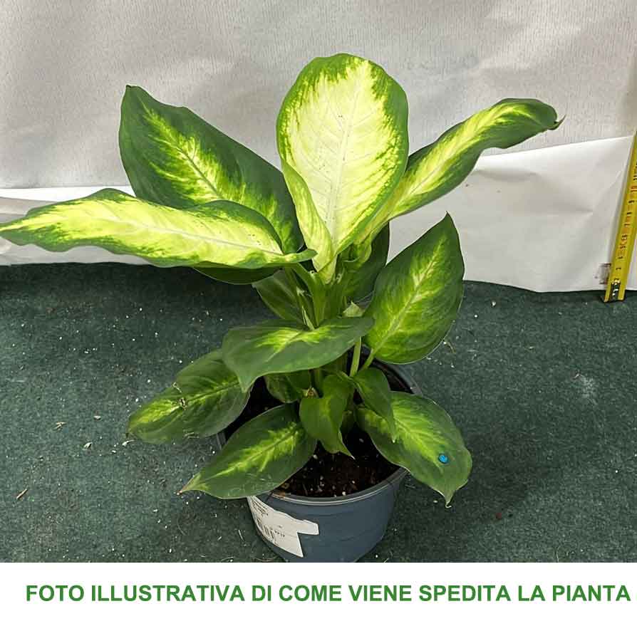 dieffenbachia camilla cura DIEFFENBACHIA CAMILLA VASO 12CM – Peragashop