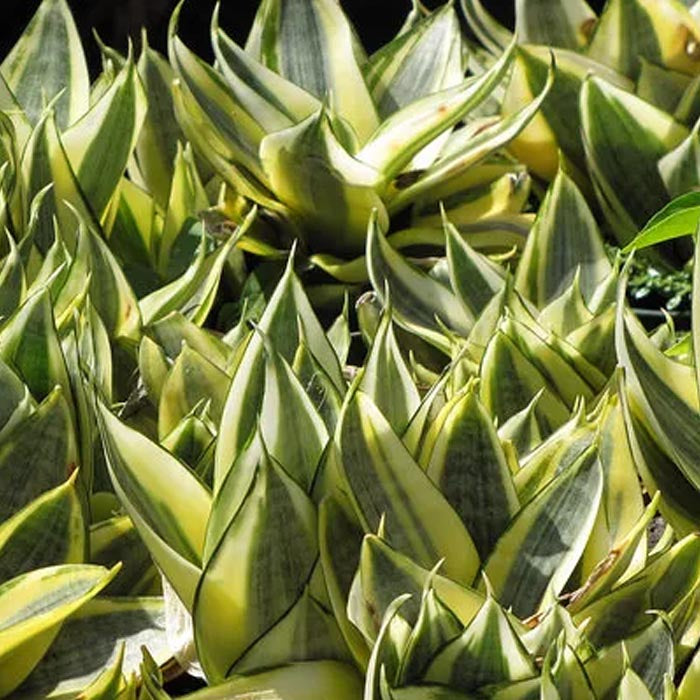 Zwerg-Sansevieria im 9-cm-Topf (Variante)  Peragashop