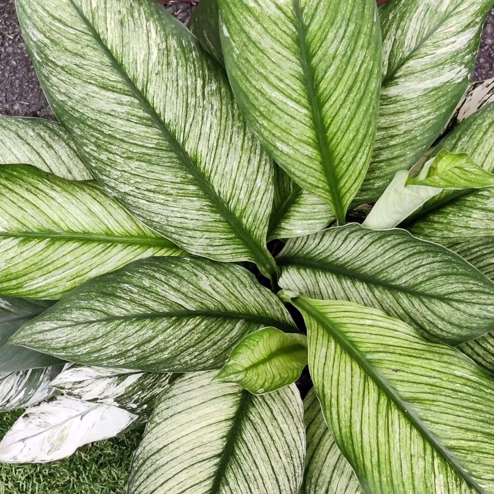 Spathiphyllum Sensation Variegated 17cm Topf – Peragashop