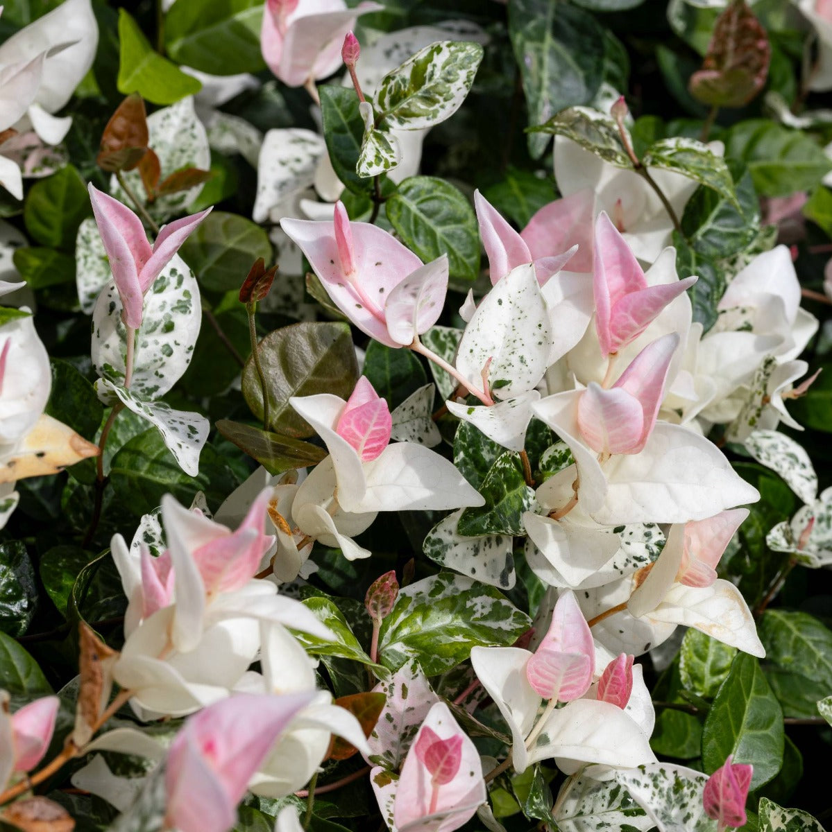 jasmin markisen Dreifarbiger Jasmin (Ryncospermum), 13 cm Topf – Peragashop