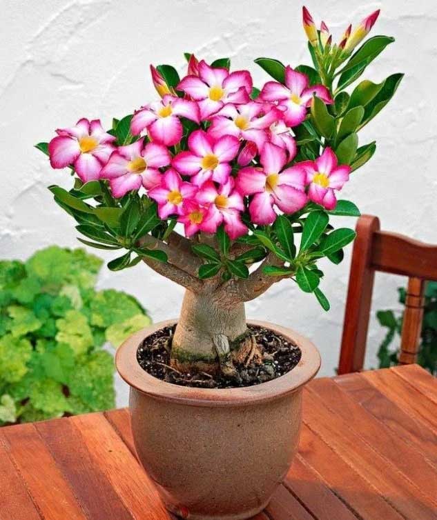 Adenium Baobab 15cm Topf – Peragashop