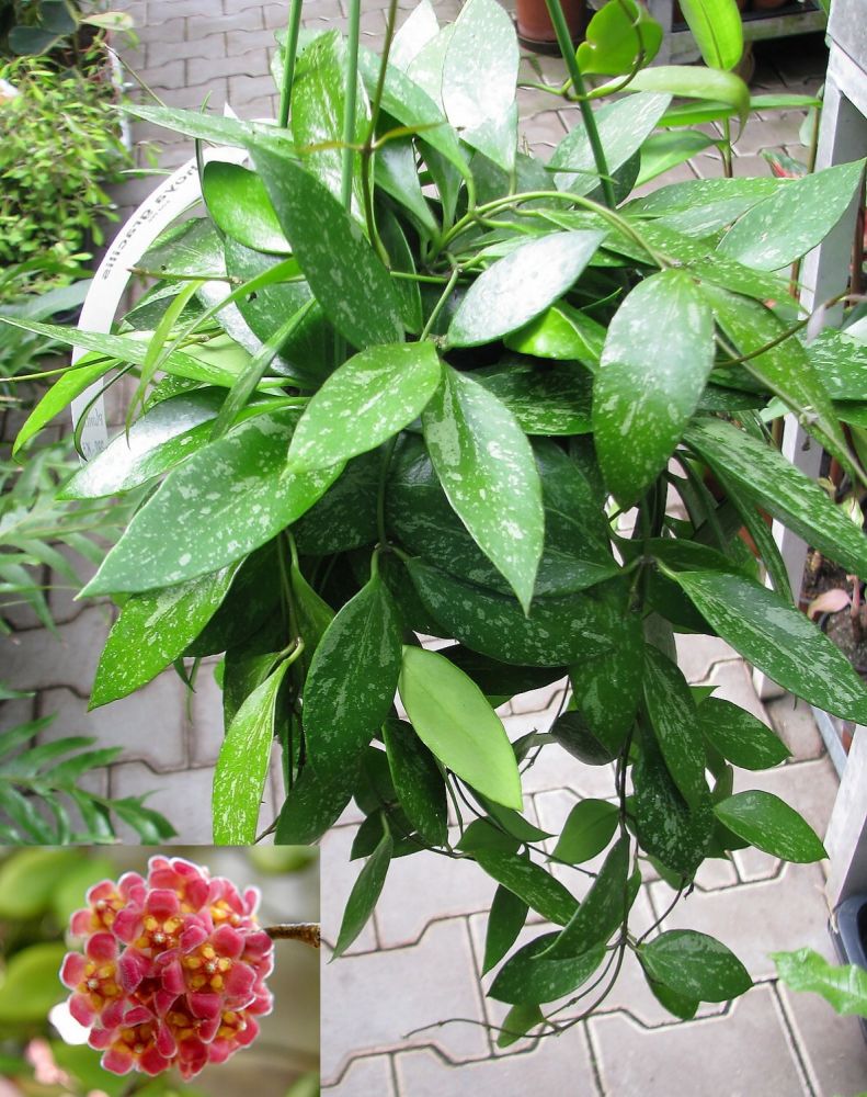 HOYA GRACILIS FIORE DI CERA VASO 12CM