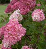 HYDRANGEA ORTENSIA PANICULATA FRAISE MELBA VASO 19CM
