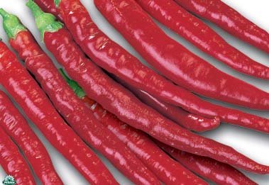 1 PIANTA DI PEPERONCINO PICCANTE LUNGO IN VASO D10CM