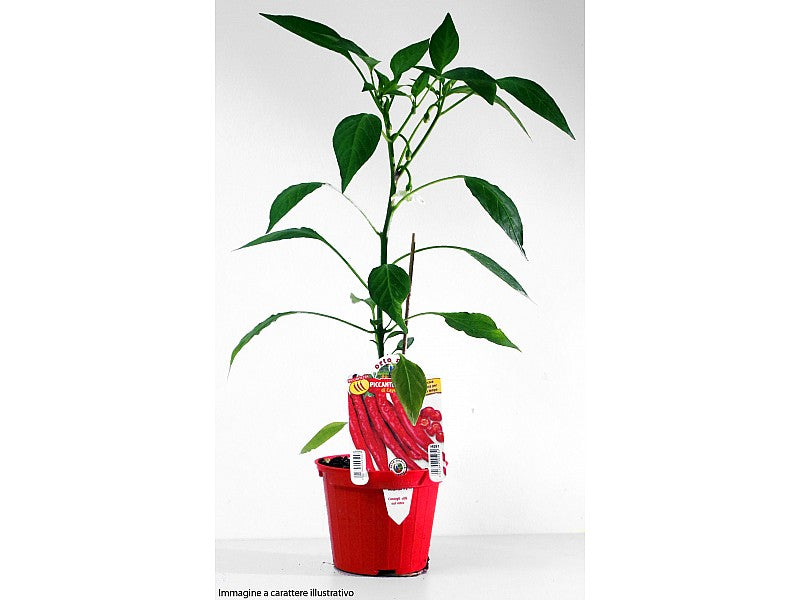 1 PIANTA DI PEPERONCINO PICCANTE LUNGO IN VASO D10CM