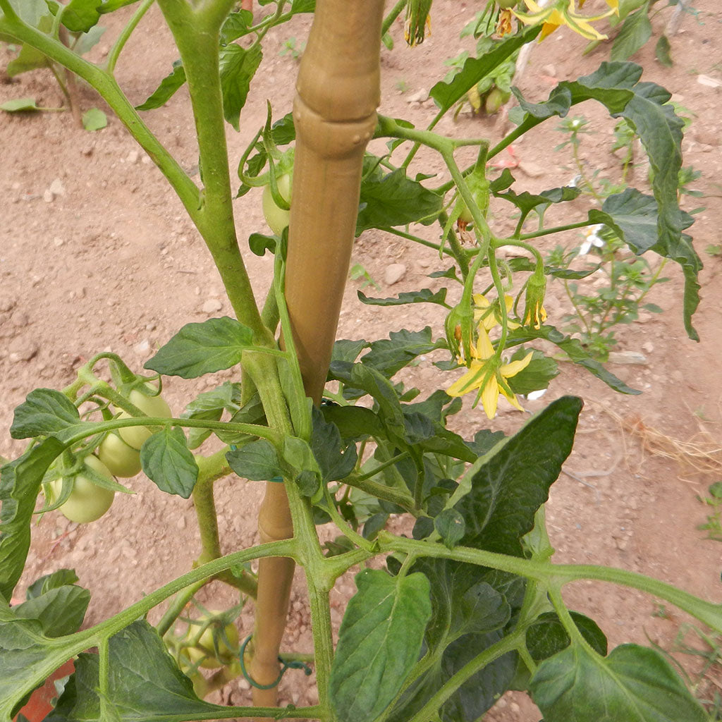 Tutore Sintetico Bamboo Up 150 cm Naturale TENAX - immagine 4