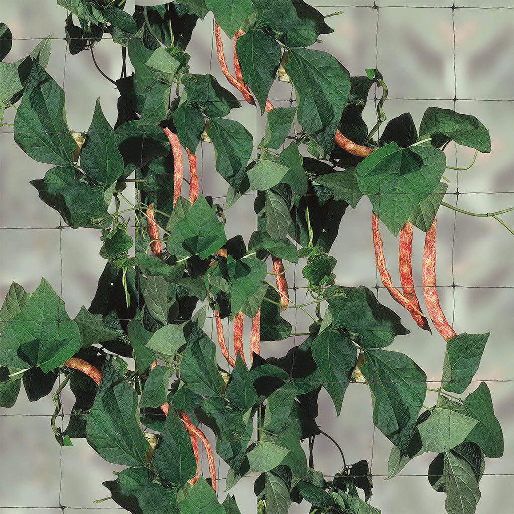 Rete per Rampicanti FLORA 1,5 x 10 mt Verde TENAX - immagine 3