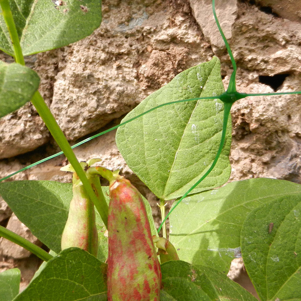Rete per Rampicanti FLORA 1,5 x 10 mt Verde TENAX - immagine 5