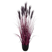 Erba della Pampa Viola, Vaso Nero 18x18x16,5 cm