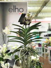 ORCHIDEA VANDA 110CM