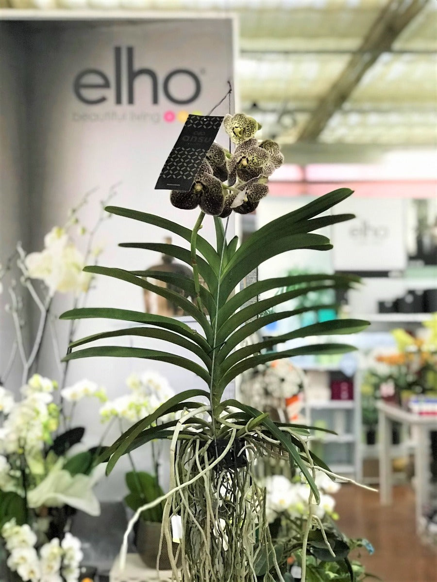 ORCHIDEA VANDA 110CM