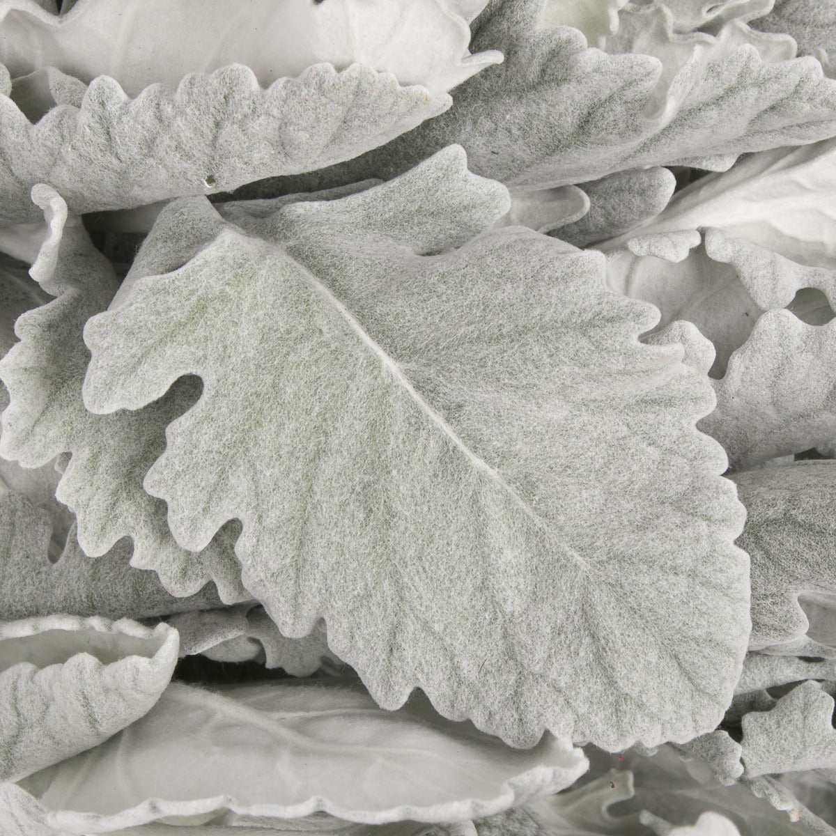 PIANTA SENECIO NEW LOOK, VASO 12CM
