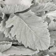 PIANTA SENECIO NEW LOOK, VASO 12CM