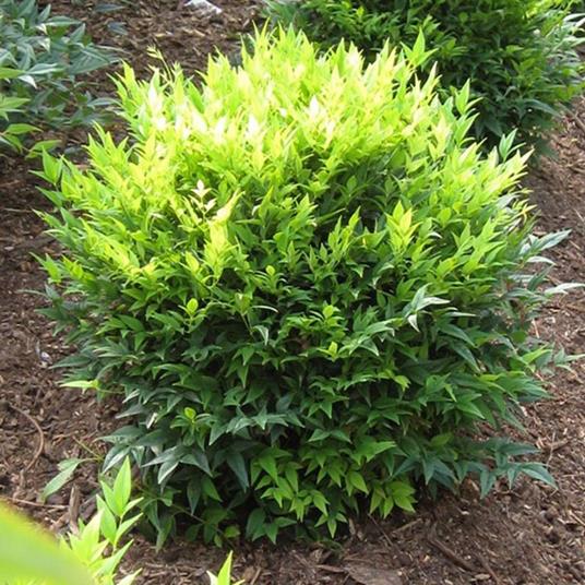 NANDINA DOMESTICA LEMON LIME IN VASO 18CM