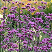 VERBENA BONARIENSIS IN VASO 16CM