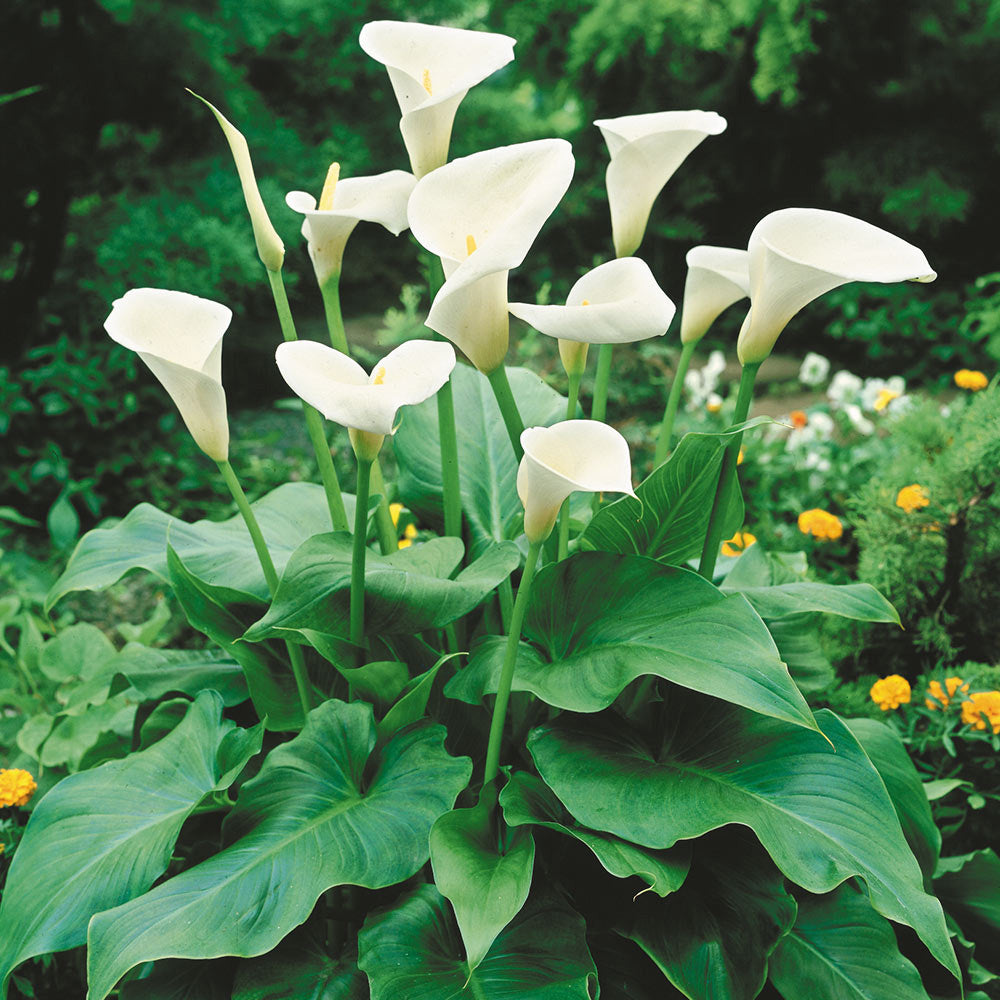 CALLA ZANTEDESCHIA BIANCA VASO 14CM