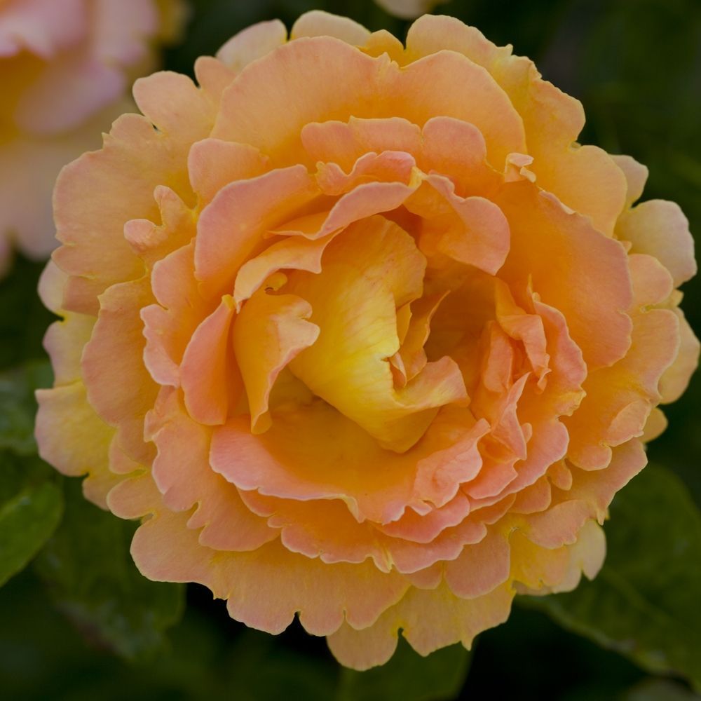 ROSA BETTINA GRANDE FIORE