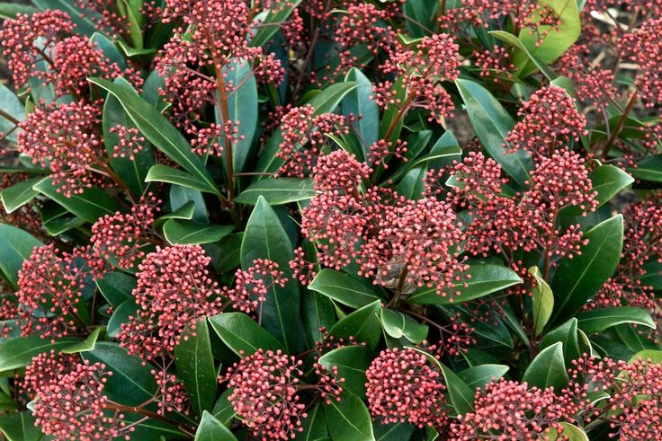 SKIMMIA RUBELLA VASO 10.5CM