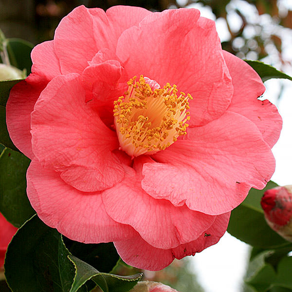 CAMELIA JAPONICA WHEELER VASO 17CM