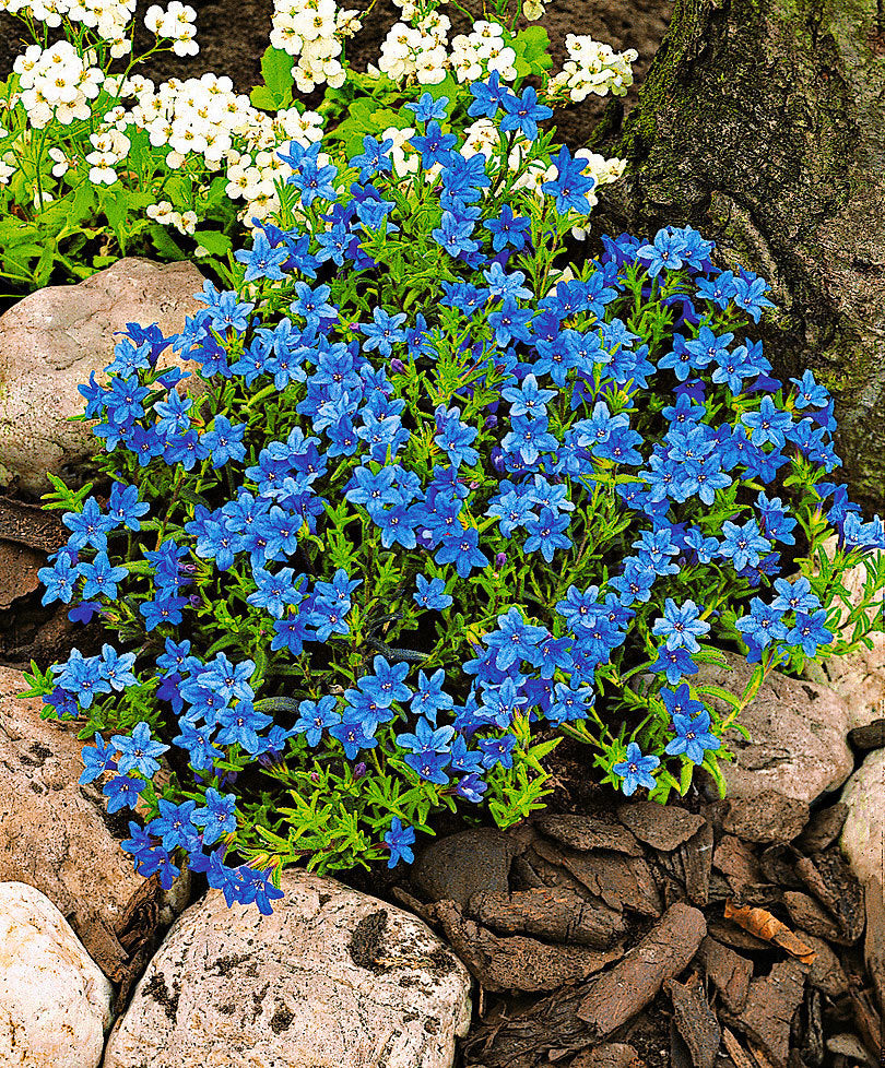 LITHODORA VASO 14CM