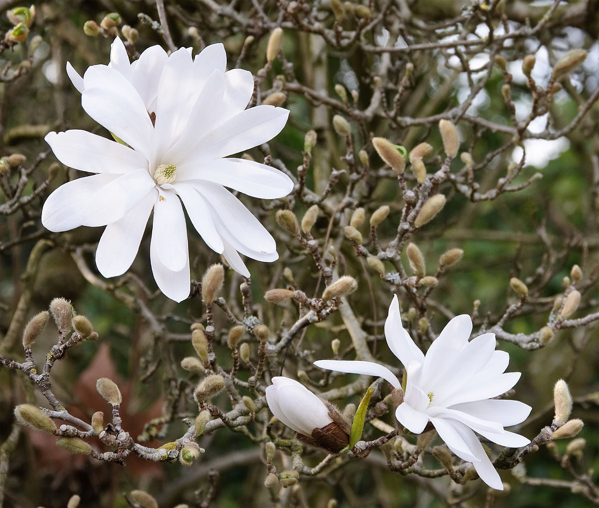 MAGNOLIA STELLATA BIANCA VASO 18CM
