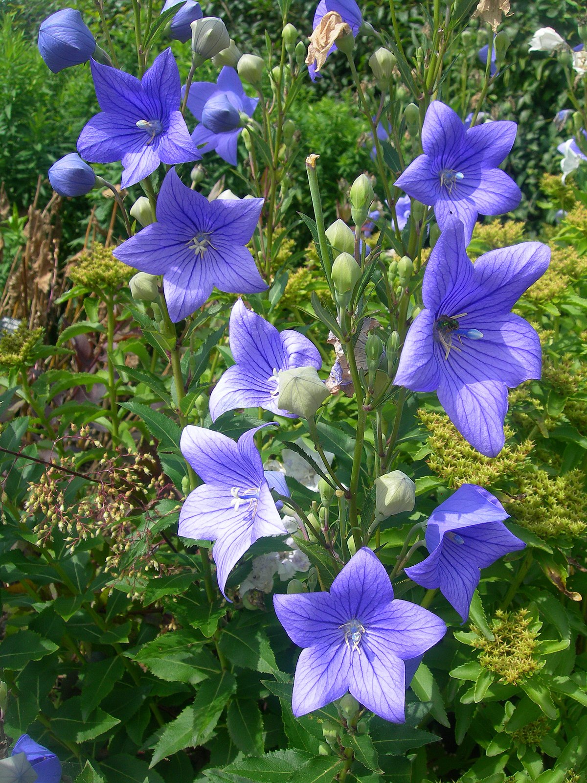 PLATYCODON CAMPANULA VASO 10CM