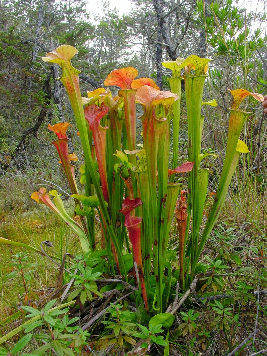 SARRACENIA VASO 10CM