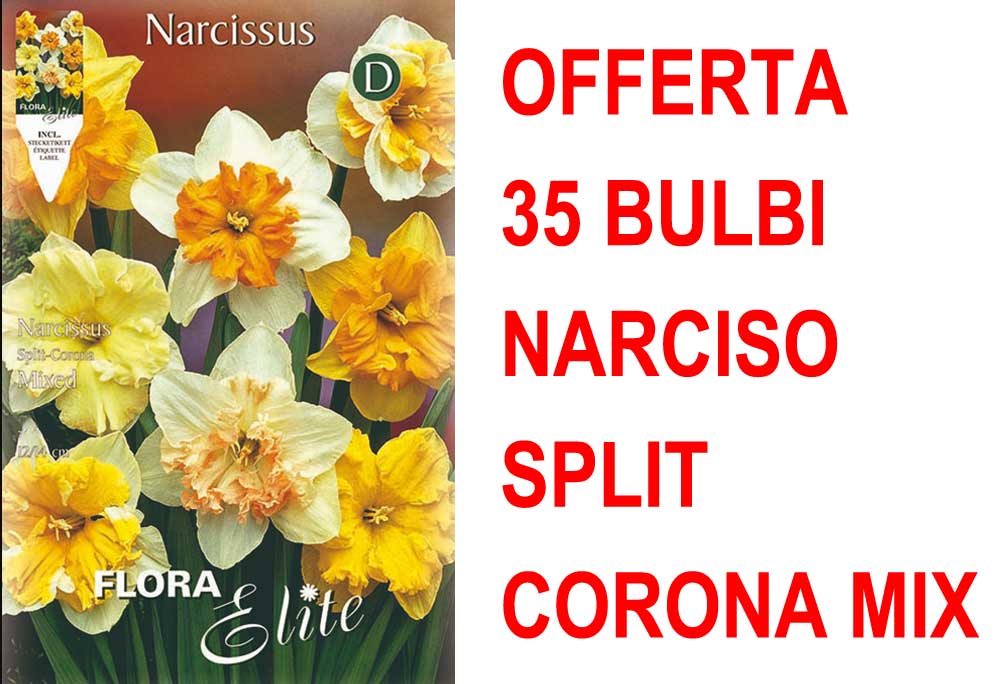 OFFERTA 35 BULBI NARCISO SPLIT CORONA MIX DI COLORI