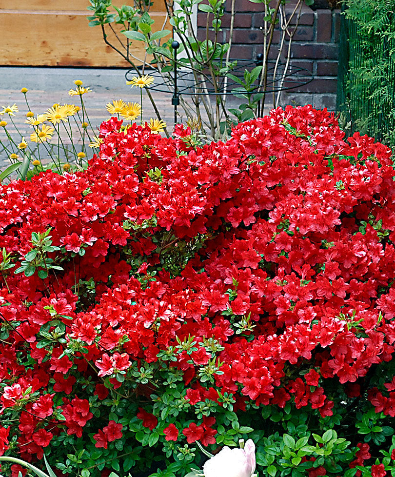AZALEA JAPONICA RUSTICA ARABESK VASO 15CM
