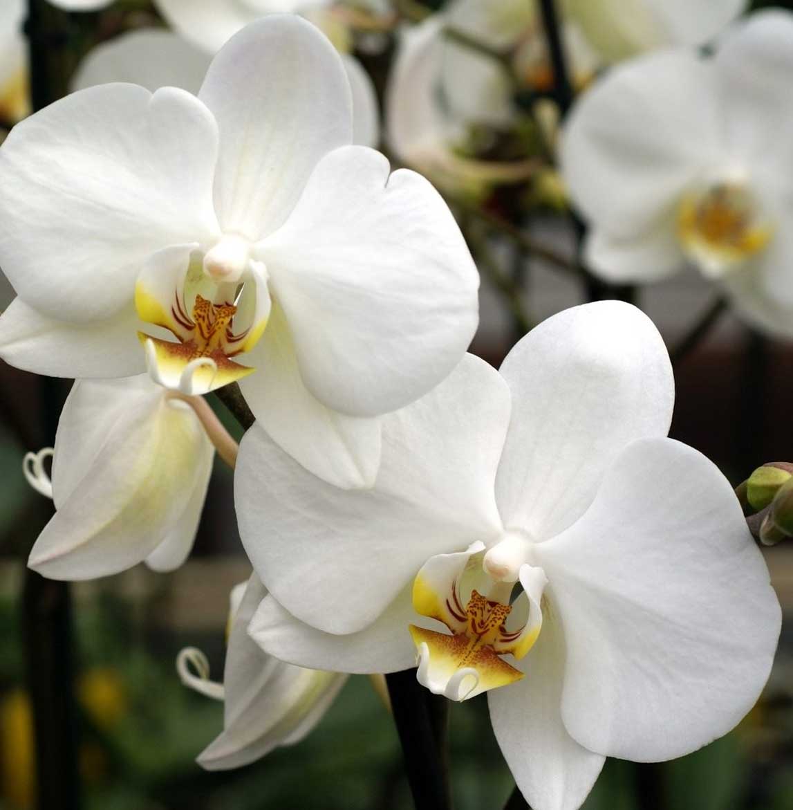 ORCHIDEA PHALAENOPSIS BIANCA CON COPRIVASO CERAMICO 12CM