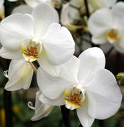 ORCHIDEA PHALAENOPSIS BIANCA VASO 12CM 2 RAMI