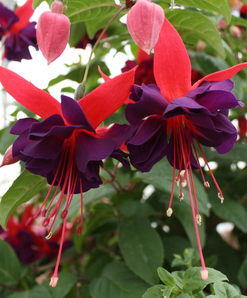 FUCSIA ERETTA IN VASO Ø14CM COLORE ASSORTITO