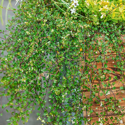 MUEHLENBECKIA COMPLEXA IN VASO 14CM