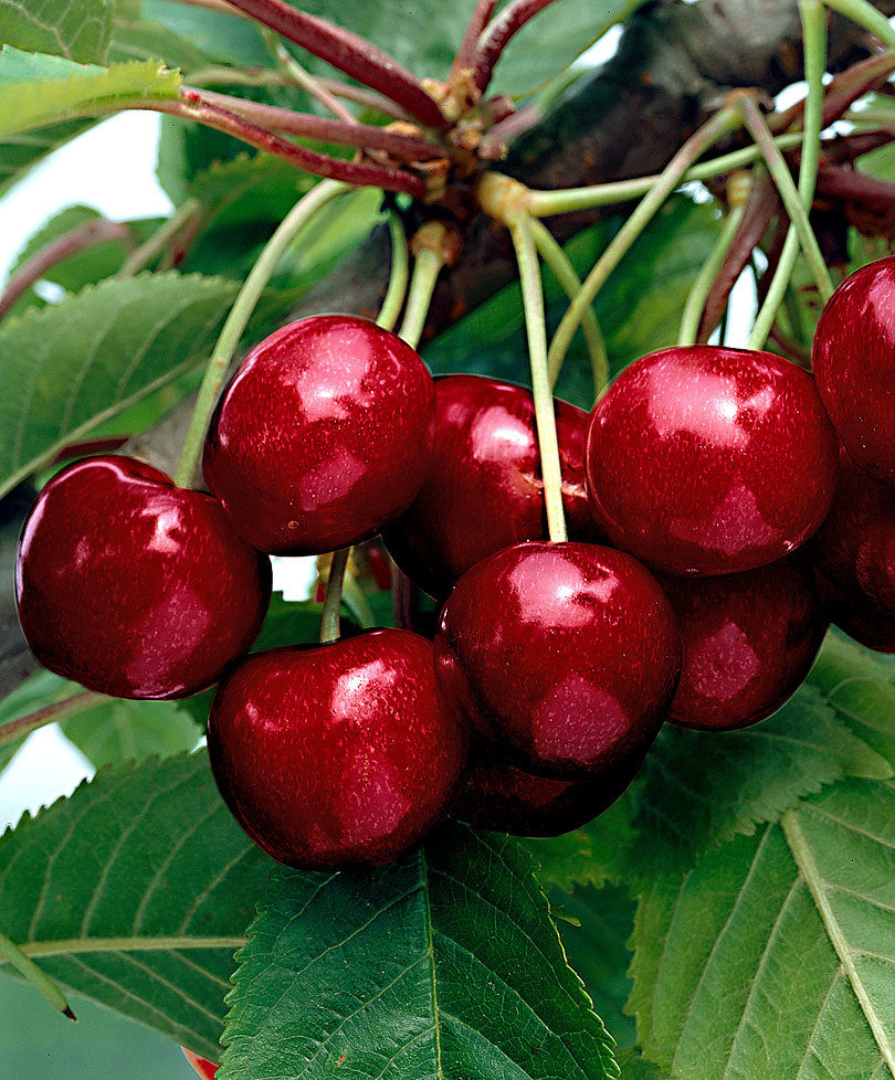 CILIEGIO KORDIA NANO IN VASO 19CM